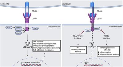 Frontiers Role Of Cd L Traf Signaling In Inflammation And Resolutiona Double Edged Sword